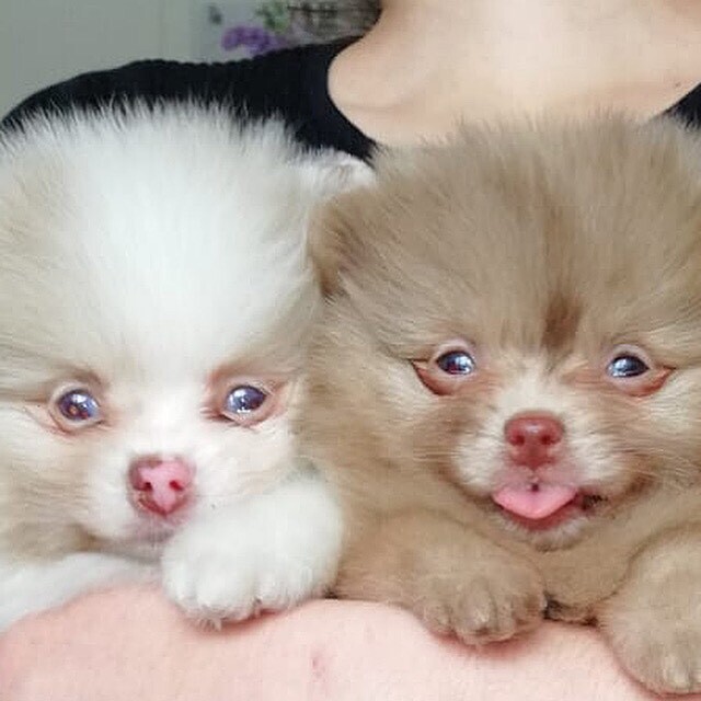 pomeranian bears